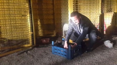Başkan Tutal, Yavru Köpekleri Sütle Besledi