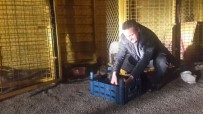 YAVRU KÖPEKLER - Başkan Tutal, Yavru Köpekleri Sütle Besledi