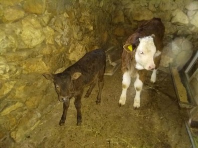 Eğirdir'de 2017 Yılı 1'İnci Dönem Buzağı Destekleme Ödemesi Başladı