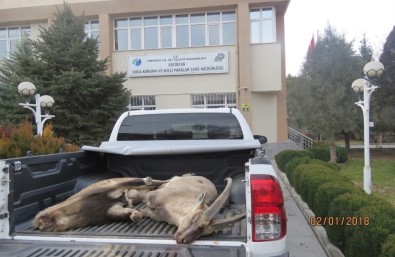 Erzincan Da Yaban Keçisini Vuran 4 Avcıya 29 Bin 636 TL Para Cezası Kesildi