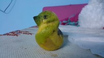 MUHABBET KUŞU - (Özel) Muhabbet Kuşu Değil Limon
