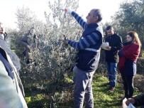 KÖSELI - Salihli'de Üreticilere Zeytin Budama Eğitimi Verildi