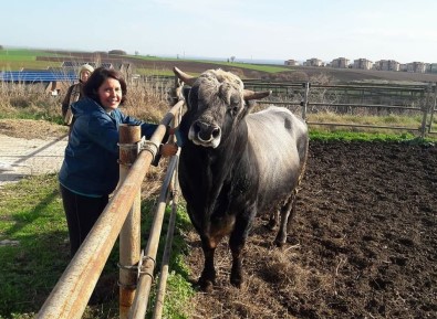 Türkiye'nin İlk Klon Sığırları Tekirdağ'a Getirildi