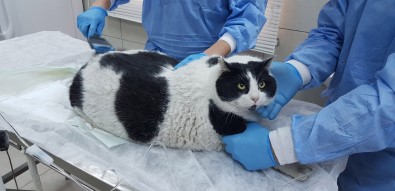 18 Kiloluk Kedi Görenleri Hayrete Düşürüyor
