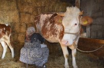 SÜT ÜRETİCİSİ - TİKA'nın Kosova Tarımsal Kalkınma Programı Amacına Ulaştı