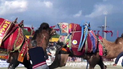 Yatağan 18. Geleneksel Deve Güreşi Festivali