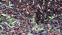 EDREMİT KÖRFEZİ - Zeytin Ağacından Toplandı, Yağının Kalitesi Arttı