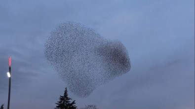 Uşak'ta Sığırcık Kuşlarından Gökyüzü Gösterisi