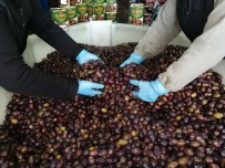 DEREKÖY - Zayıflatan 'Eşek' Zeytini El Yakıyor