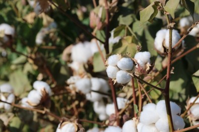Kendirlioğlu; 'Pamuk Varsa Tarımın Tansiyonu Düşer'