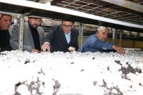 ATAY USLU - Milletvekili Uslu Açıklaması 'Korkuteli Mantarı Türkiye Markası'