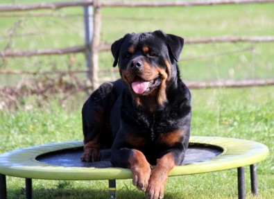 Sadık Dostlar İtaati Okulda Öğreniyor