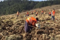 BOZARMUT - Yaban Hayvanları İçin 11 Bin Fidan Dikildi