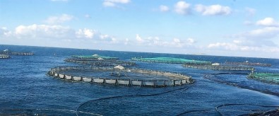 Karadağ'da Balıkçılık Sektörüne TİKA Desteği