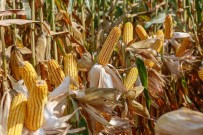 OLGUNLUK - MAY Tohum'un 75MAY75 Mısır Çeşidine Avrupa Birliği'nden Tescil Onayı