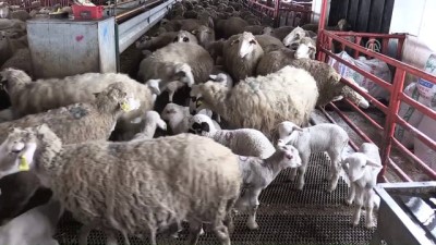 Yerli Irk Koyunlarda Et Verimi Artırıldı