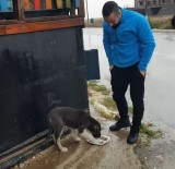 ALTINŞEHİR - Aç Kalan Sokak Köpeklerini Kavurma İle Doyurdu Battaniye İle Isıttılar