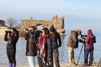 Aydın'ın Sulak Alanlarında Su Kuşlarının Sayımı Yapıldı