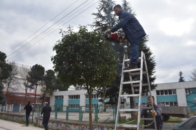 Düzce'de Ağaçların Kışlık Bakımı Yapılıyor