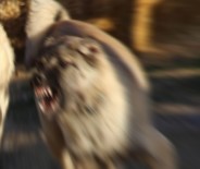 TAZMİNAT DAVASI - Köpek Isırdı, 7 Bin Lira Tazminat Kazandı