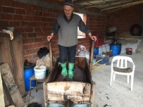 ZEYTİN YAĞI - Manisa'da 600 Yıllık Yöntemle Zeytin Yağı Çıkarılıyor