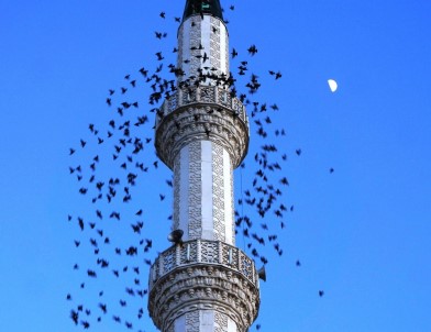 Sığırcık Kuşlarından Minare Etrafında Görsel Şölen