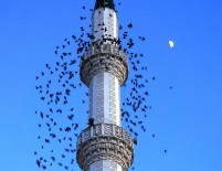 SIĞIRCIK - Sığırcık Kuşlarından Minare Etrafında Görsel Şölen