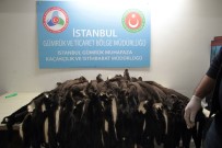 Atatürk Havalimanı'nda 'Porsuk Kürkü' Operasyonu