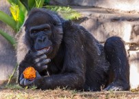 Dünya'nın En Yaşlı Gorili Öldü