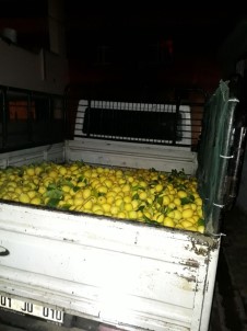1 Ton Limon Çaldılar
