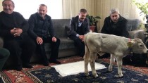 AHMET EŞREF FAKıBABA - Milletvekilinden Evinde Buzağı Besleyen Çiftçiye Teşekkür
