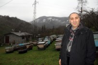 Bilinçsiz İlaçlama Arıcıları Tedirgin Ediyor