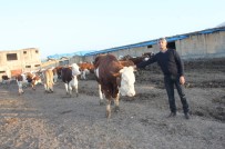 BABA OCAĞI - 5 İnekle Başladı 100 Hayvanlık Çiftlik Kurdu