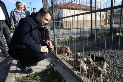 Başkan Eroğlu, Hayvanseverleri Barınağı Gezmeye Davet Etti