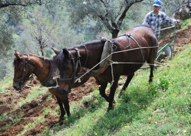 Desteklemeler Cazip Hale Geldi, Aydın'da Çiftçi Sayısı Arttı