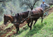 Desteklemeler Cazip Hale Geldi, Aydın'da Çiftçi Sayısı Arttı Haberi