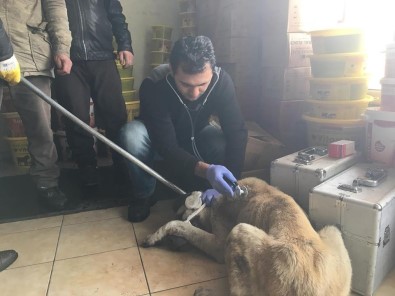 İpe Bağlı Olarak Sokağa Terk Edilen Köpek Barınakta Tedavi Edildi