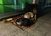 NURSULTAN NAZARBAYEV - Banka Önünde Sokak Köpekleri İçin Sıcak Yuva