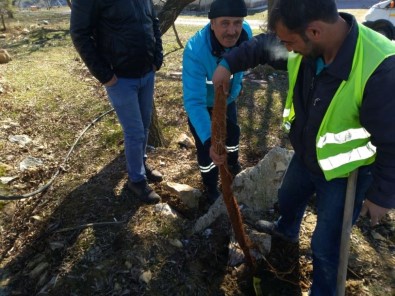 Manisa'da 5 Metrelik Ağaç Kökü Görenleri Şaşırttı