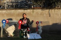 SÜS TAVUĞU - 7 Yılın Sonunda Şampiyon Horoz Yetiştirdi
