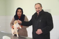 MEHMET ÇALıŞKAN - Duyarlı Çift, Donmak Üzere Olan Kediye Sahip Çıktı