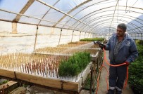 SARMAŞıK - Kepez 2017'De 100 Bin Süs Bitkisi Üretti