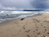 KADIN CESEDİ - Kıyıya Kimliksiz Kadın Cesedi Vurdu