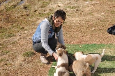 Şırnak'ta Görev Yapan Doktor Kendi İmkanlarıyla Sokak Hayvanlarına Bakıyor