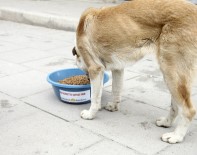 Sultanbeyli'de Sokak Hayvanlarına 16 Noktada Beslenme Desteği