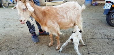 Süt Yetmeyen Dördüz Kuzulara Keçi Annelik Yapıyor