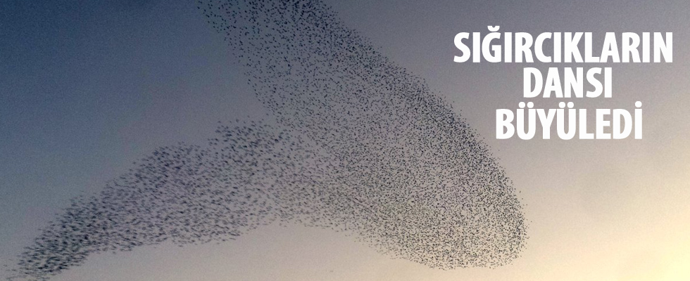 Tekirdağ'da sığırcıkların dansı hayran bıraktı