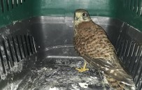 Yaralı Atmaca Koruma Altına Alındı