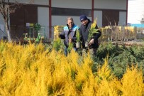 ERGUVAN - Daha Yeşil Bir Nilüfer İçin