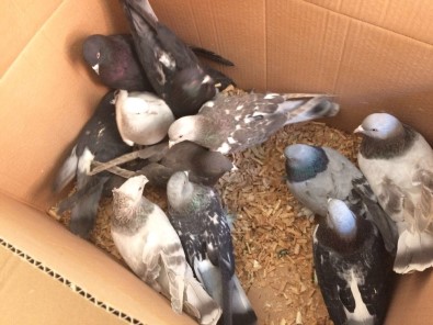 Karaman'da 110 Güvercini Çaldığı İddia Edilen 3 Şüpheli Yakalandı